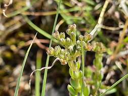 Sivun Petrosedum subulatum (C. A. Mey.) Afferni kuva