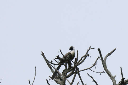 Image of Bare-faced Go-away Bird