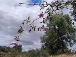 Image of bellflower clematis