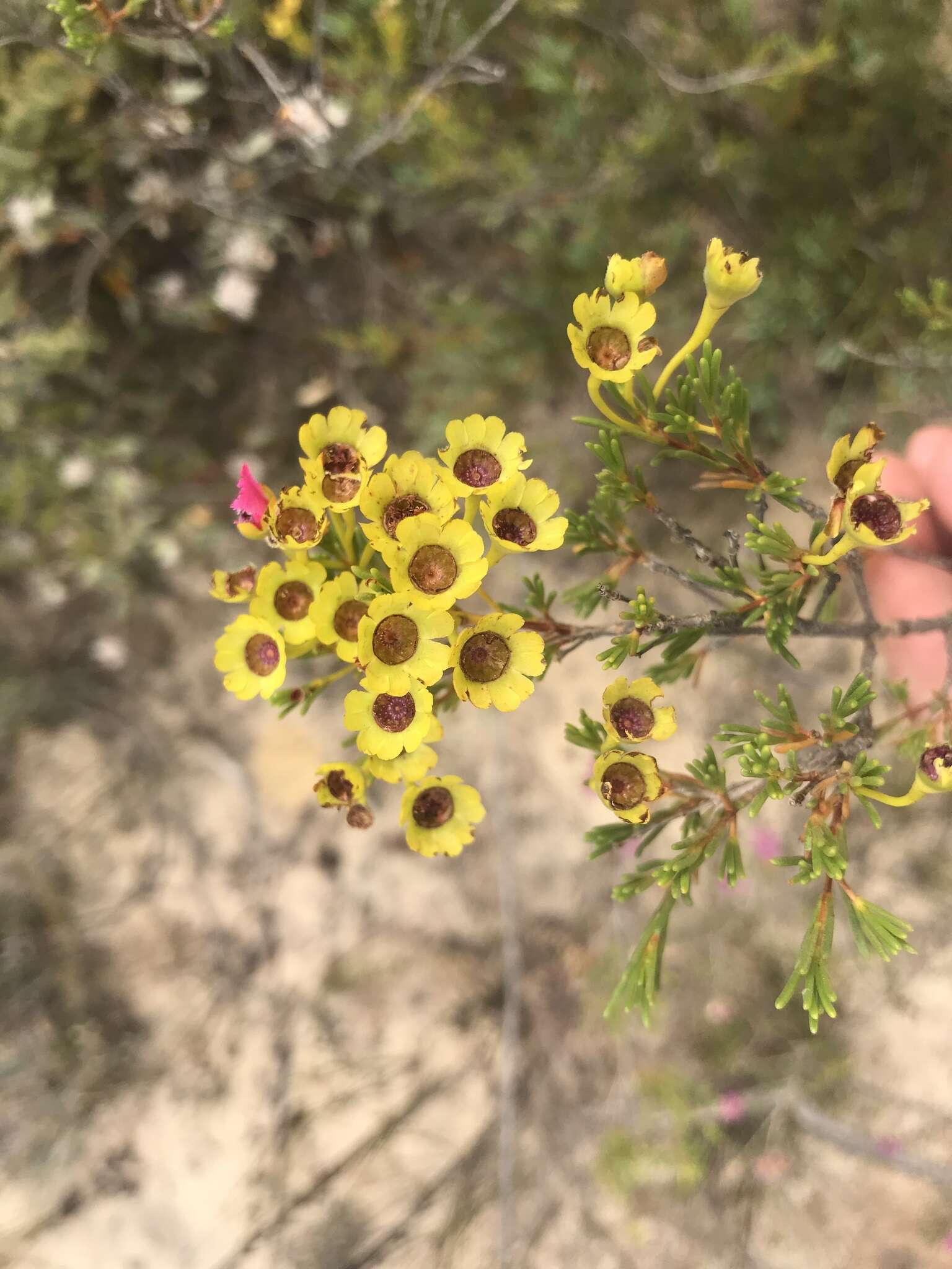 Imagem de Pileanthus filifolius Meissn.