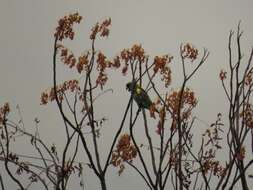 Image of Damara Meyer's Parrot