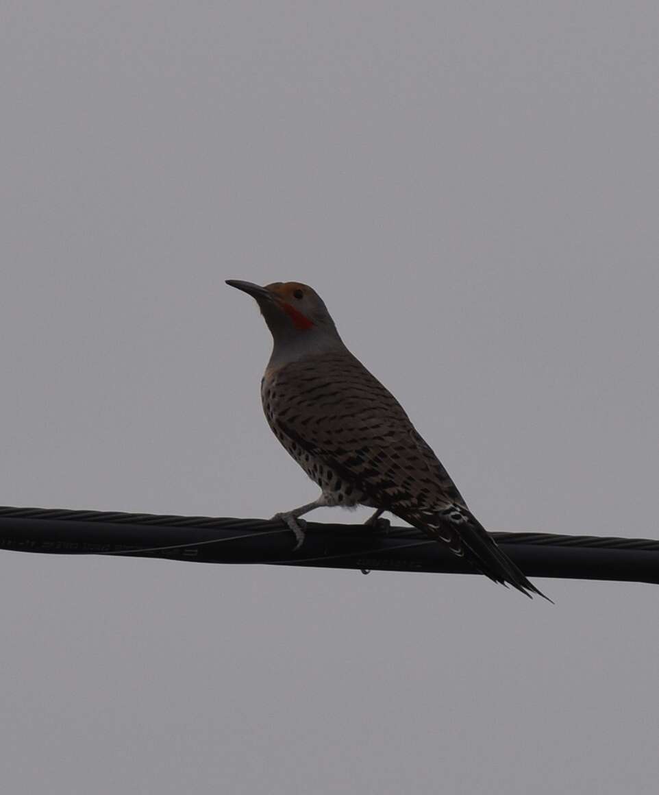 Colaptes auratus (Linnaeus 1758) resmi