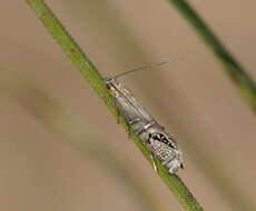 Image of Glyphipterix cometophora Meyrick 1880