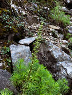 Image of Artemisia morrisonensis Hayata