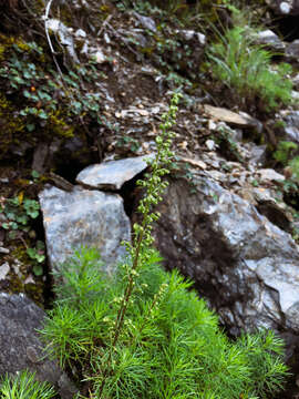 Image of Artemisia morrisonensis Hayata