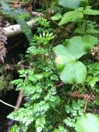 Image of Fern-Leaf Goldthread