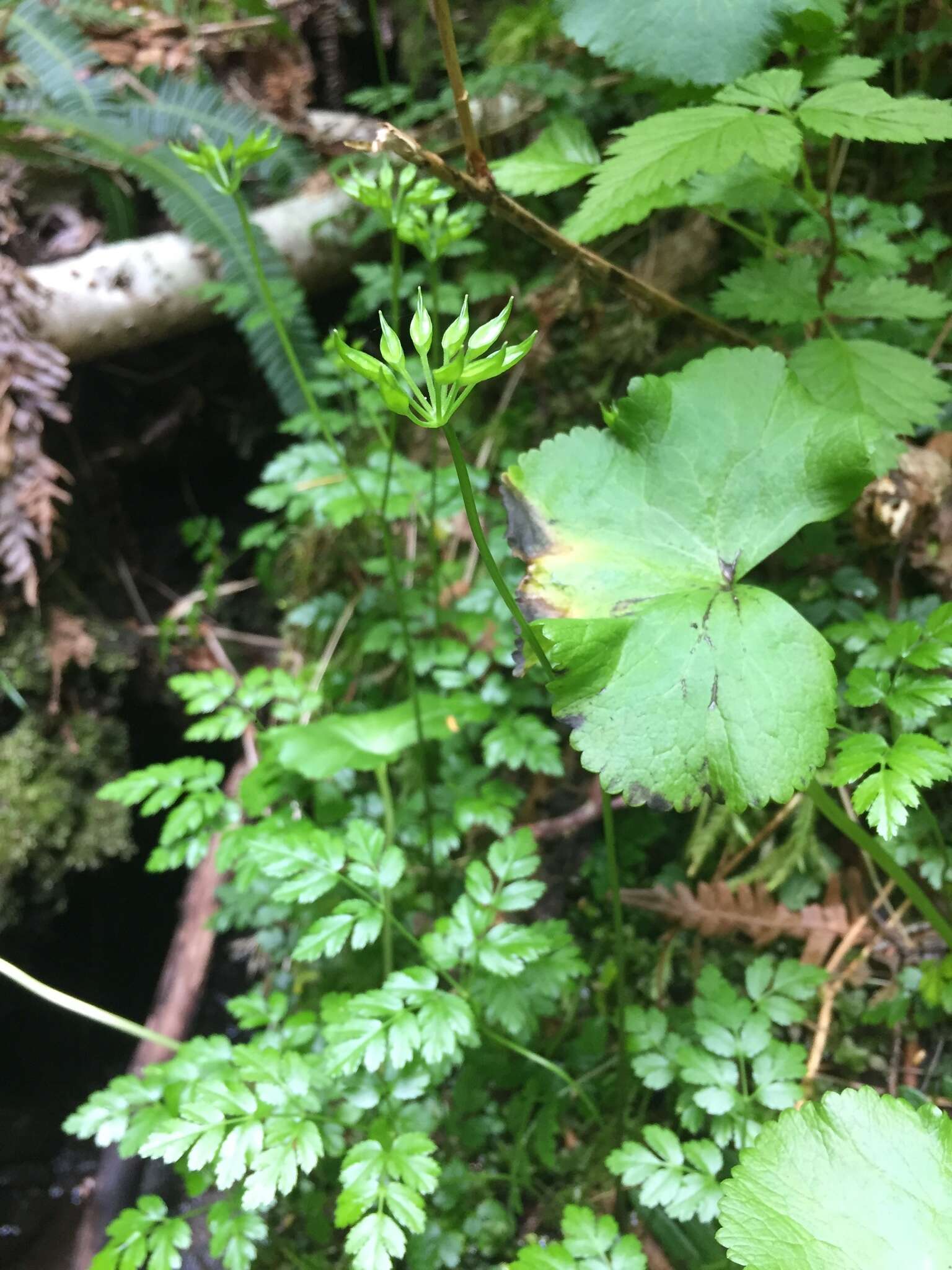 Image of Fern-Leaf Goldthread