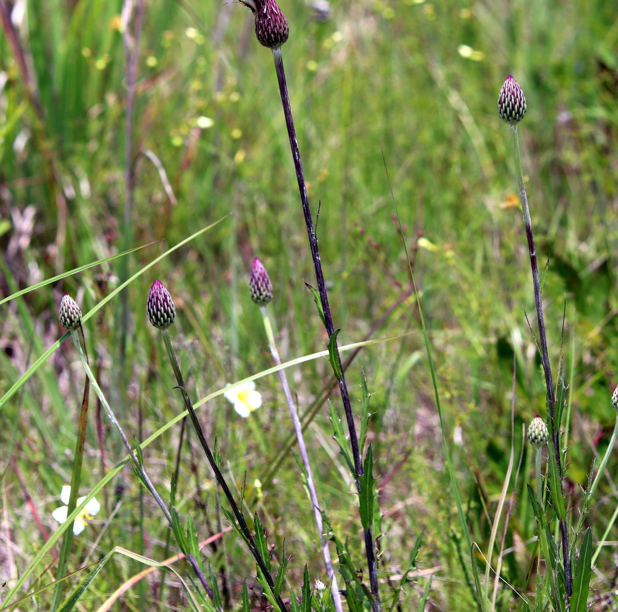 Image of Le Conte's thistle