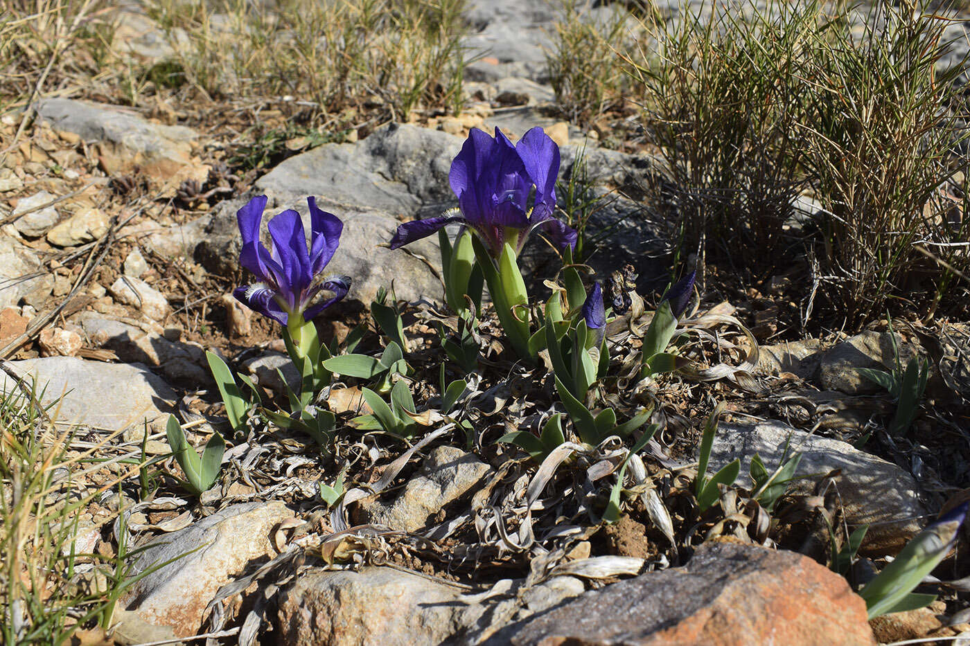 Слика од Iris lutescens Lam.