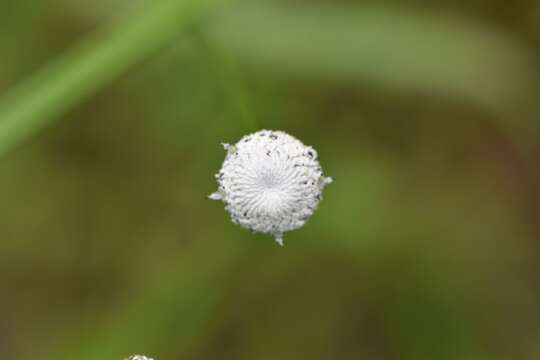 صورة Eriocaulon decangulare var. decangulare