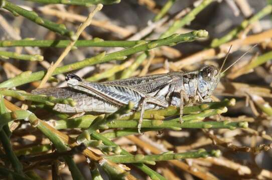 Слика од Melanoplus complanatipes Scudder & S. H. 1897