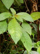 Image of Rhynchotechum discolor (Maxim.) B. L. Burtt