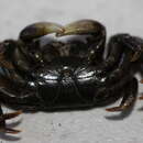Image of drifter crab