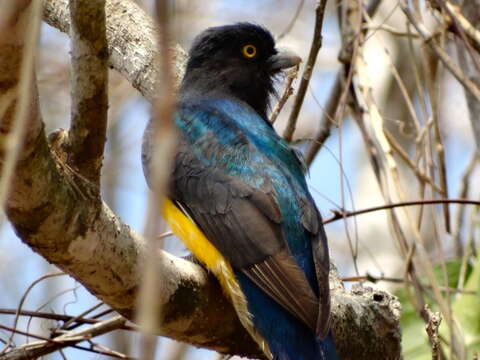 Plancia ëd Trogon citreolus Gould 1835