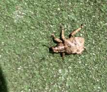 Image of Rough sweetpotato weevil