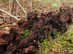 Gloiodon strigosus (Sw.) P. Karst. 1879的圖片