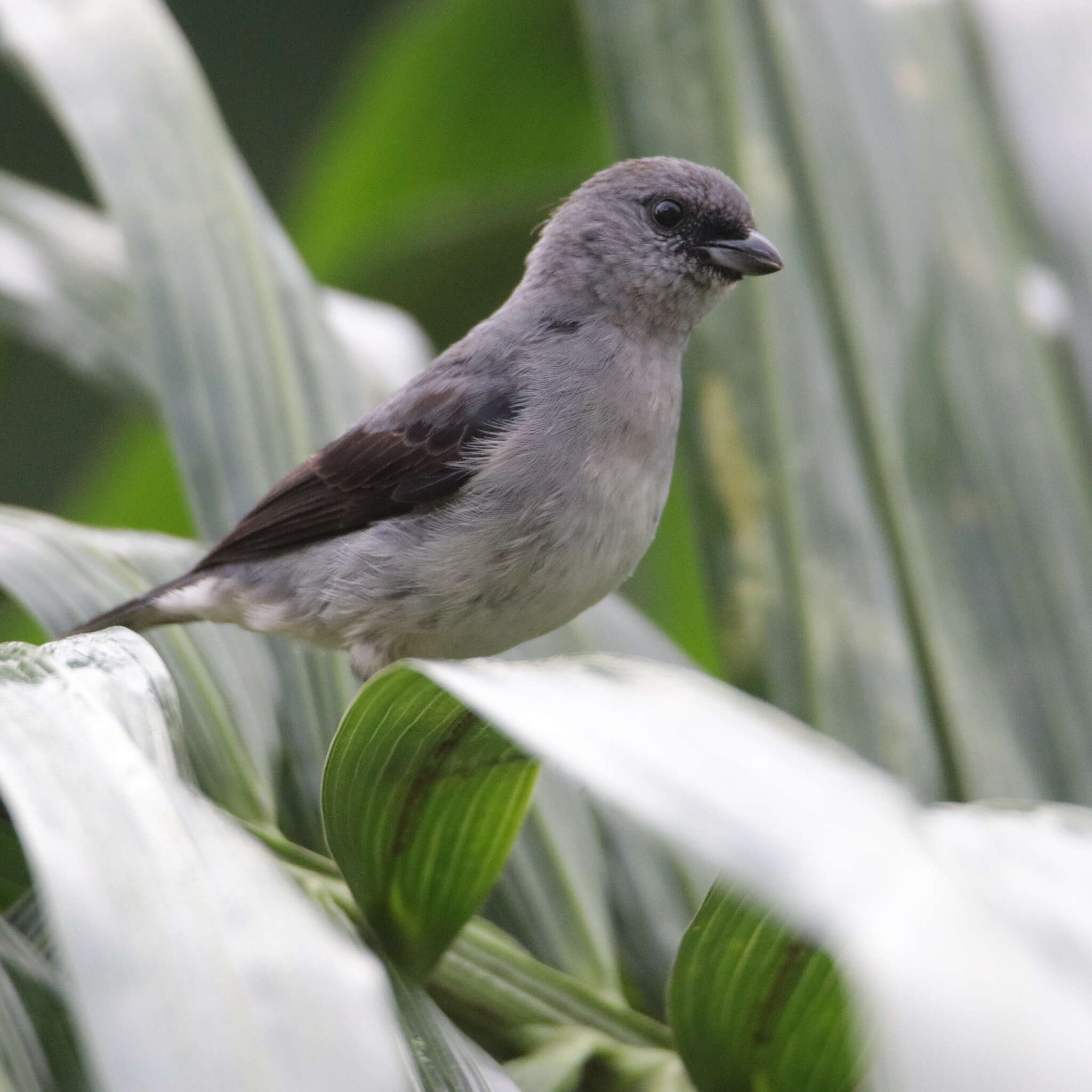 Image of Plain-colored Tanager