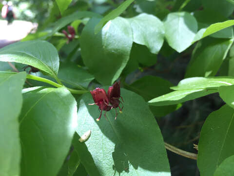 Image of purpleflower honeysuckle