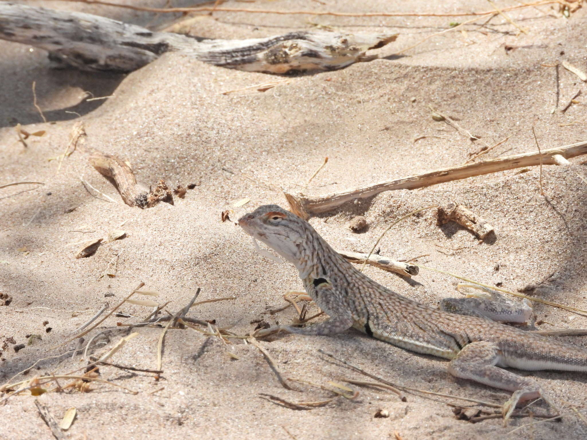 Image of Fringe-toed Sand Lizard