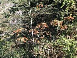 Image of Rhus chinensis var. roxburghii (DC.) Rehd.