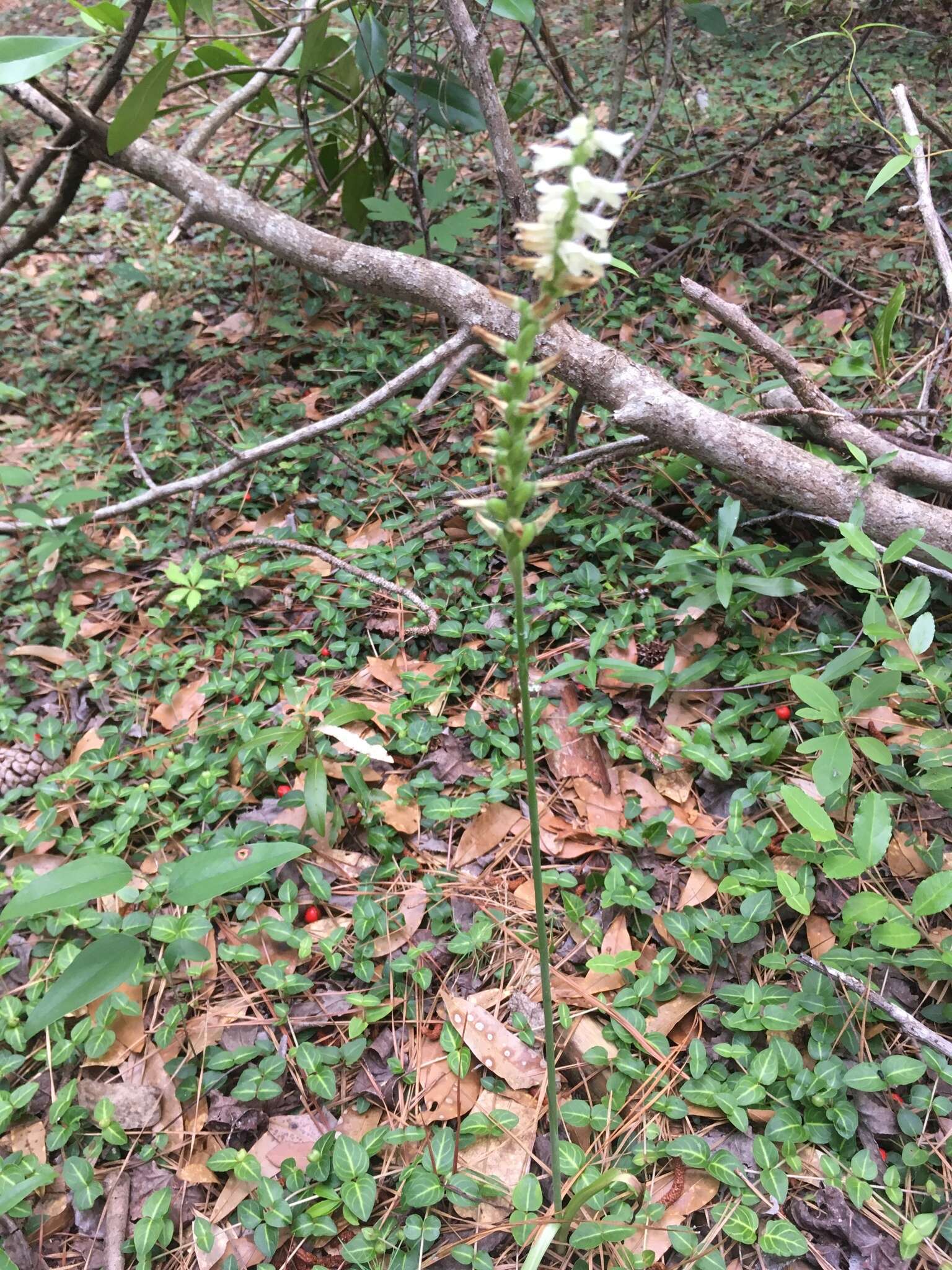 Image of Spiranthes sylvatica P. M. Br.