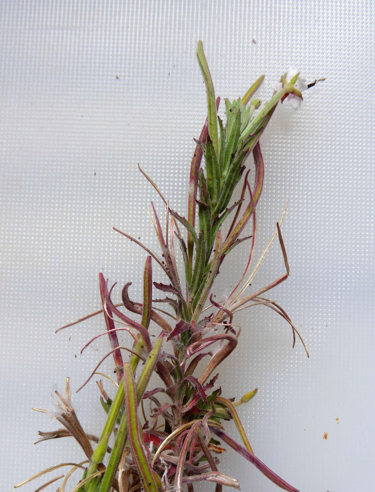 Image of Epilobium hirtigerum A. Cunn.