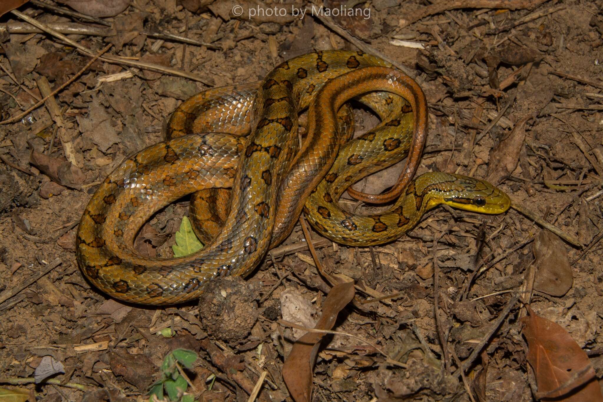 Image of Chinese Leopard Snake