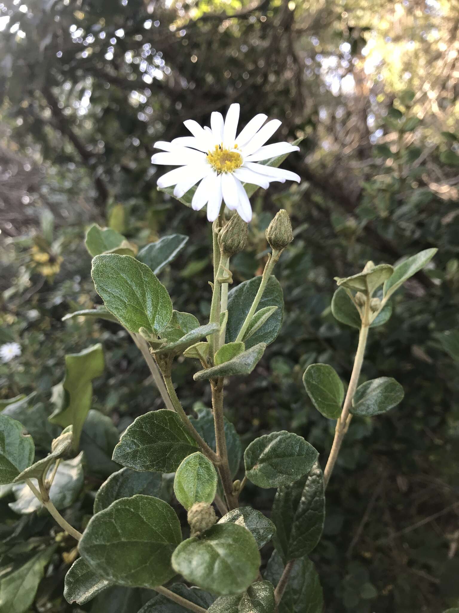 Image de Olearia tomentosa (Wendl.) DC.