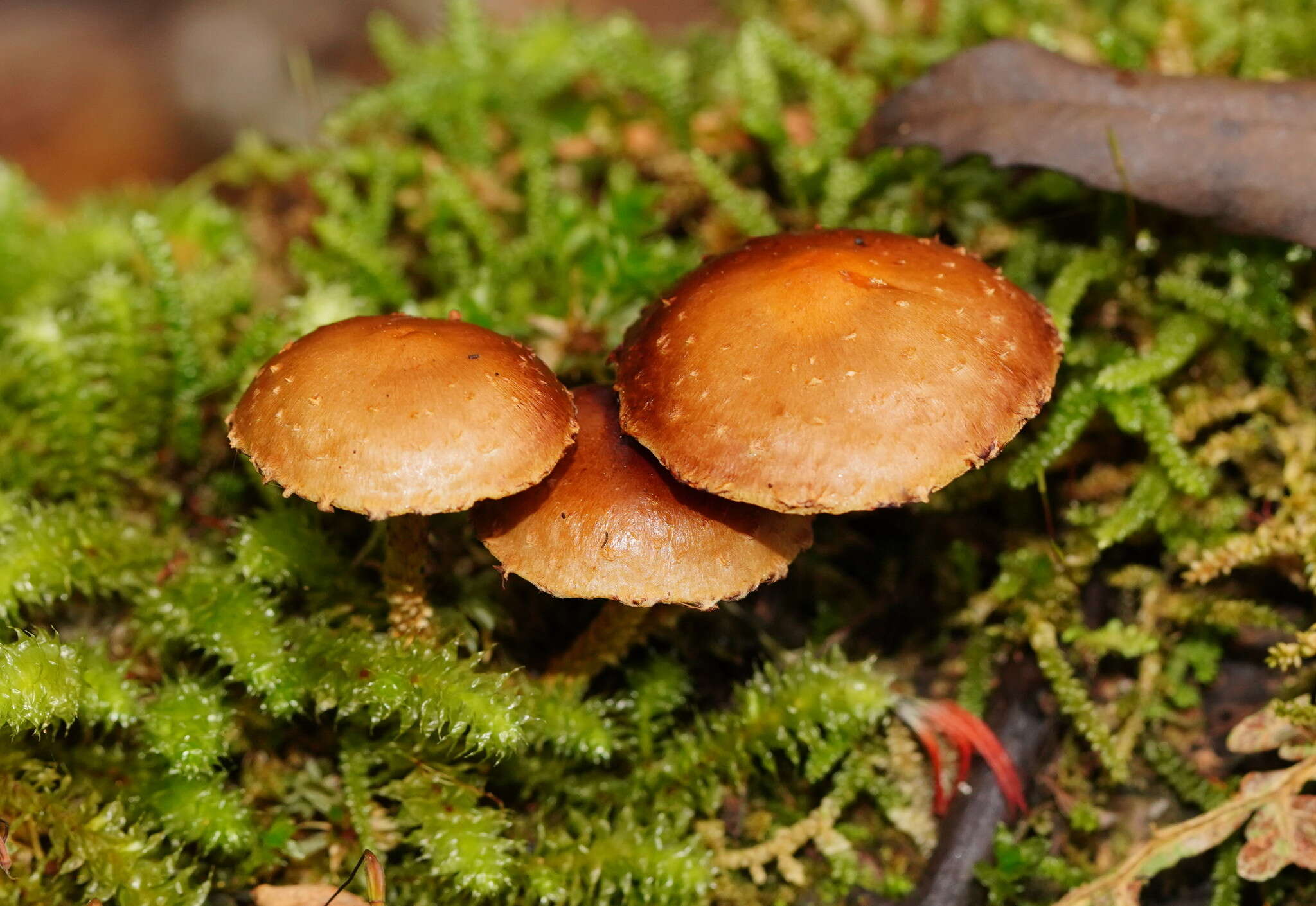 Image of Pholiota squarrosipes Cleland 1933