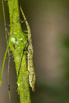 Image of Maroantsetra Chameleon