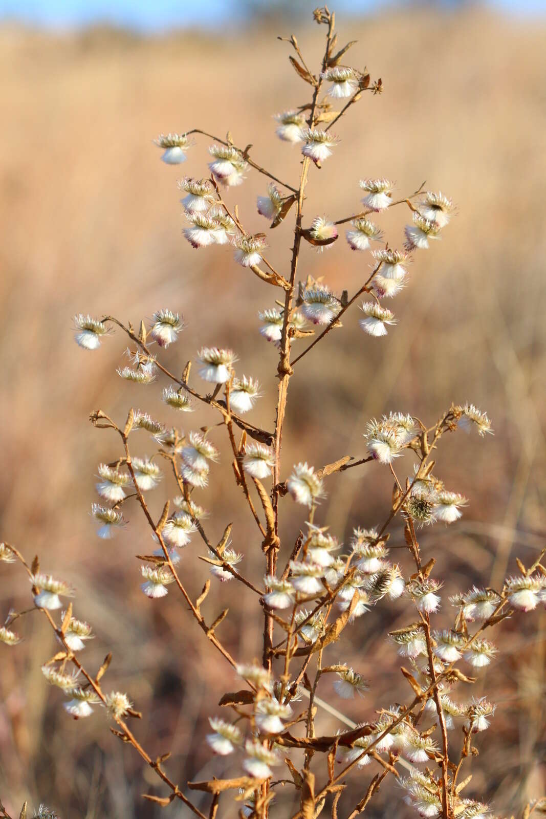 Sivun Laggera crispata (Vahl) F. N. Hepper & J. R. I. Wood kuva