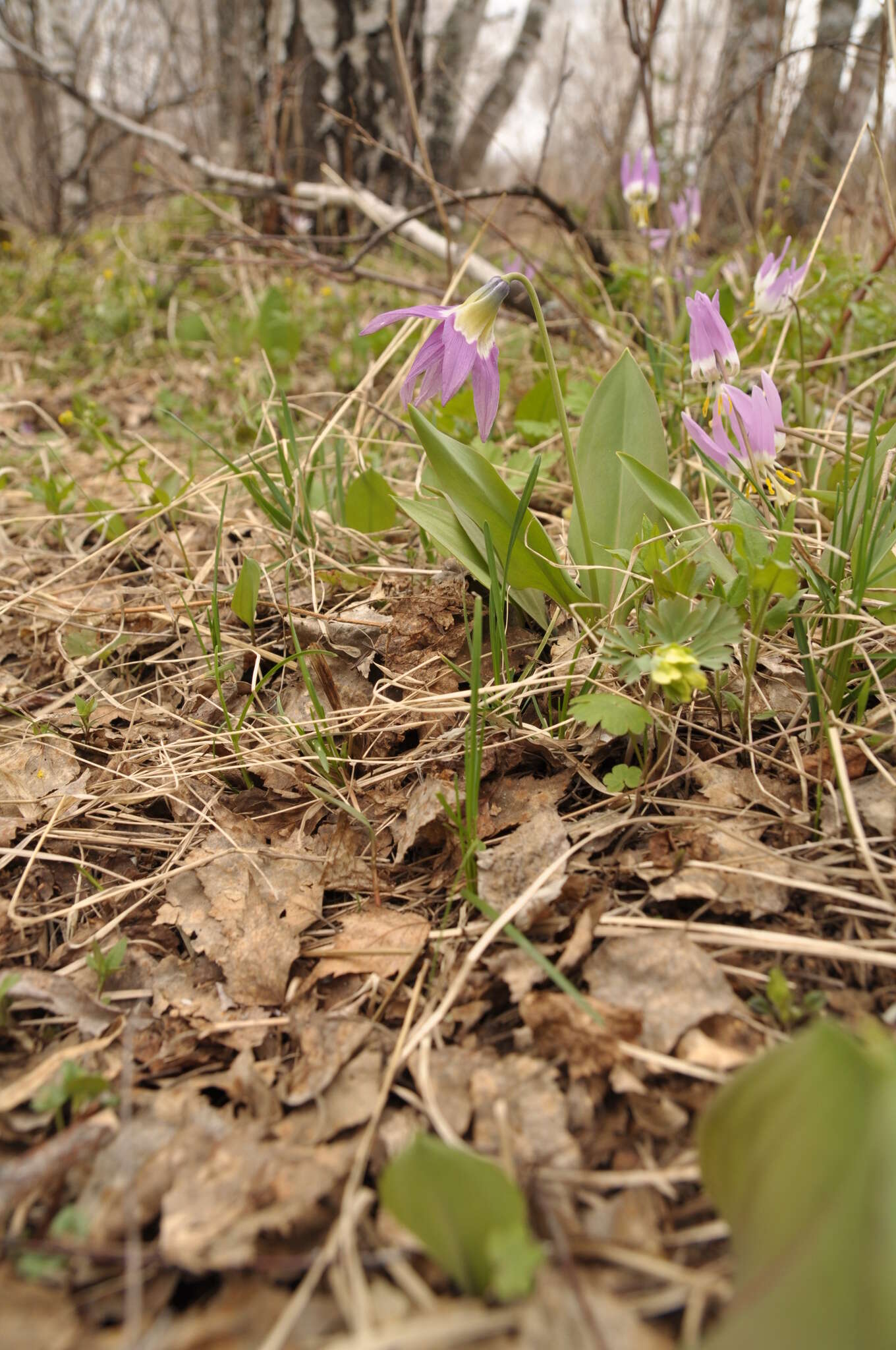 Imagem de Erythronium sibiricum (Fisch. & C. A. Mey.) Krylov