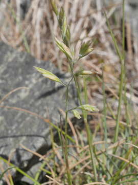 Image of Festuca multinodis Petrie & Hack.