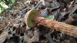 Sivun Aureoboletus russellii (Frost) G. Wu & Zhu L. Yang 2016 kuva