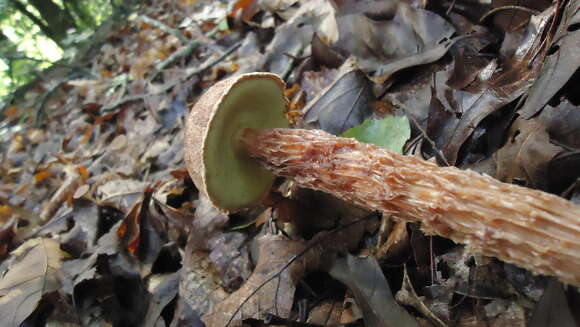 Image of Aureoboletus russellii (Frost) G. Wu & Zhu L. Yang 2016