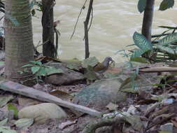 Image of Pale-breasted Thrush