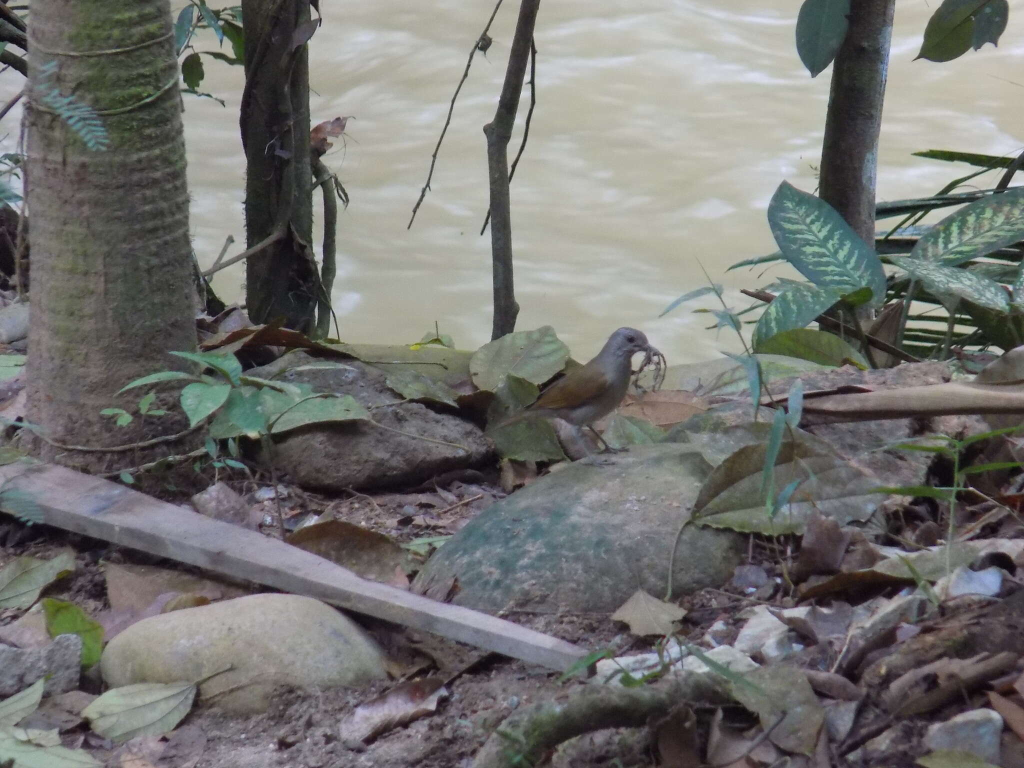 Image of Pale-breasted Thrush