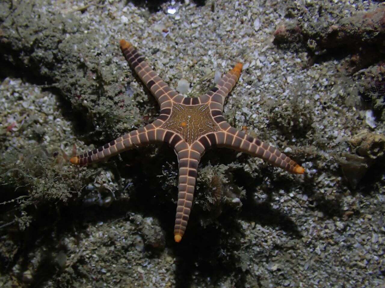 Image of Double Sea Star