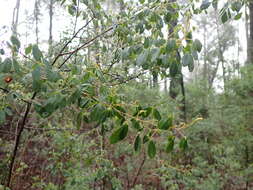 Image of Goodia lotifolia var. pubescens (Sims) H. B. Will.