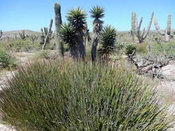 Image of Euphorbia ceroderma I. M. Johnst.