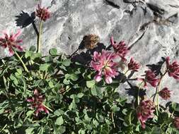 Image de Trifolium haydenii Porter