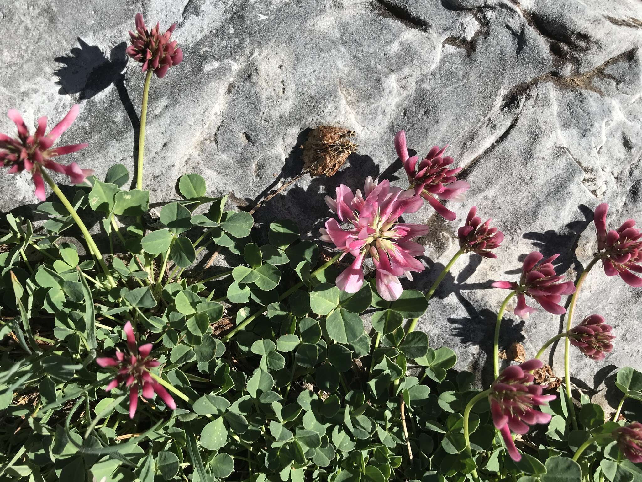 Image de Trifolium haydenii Porter