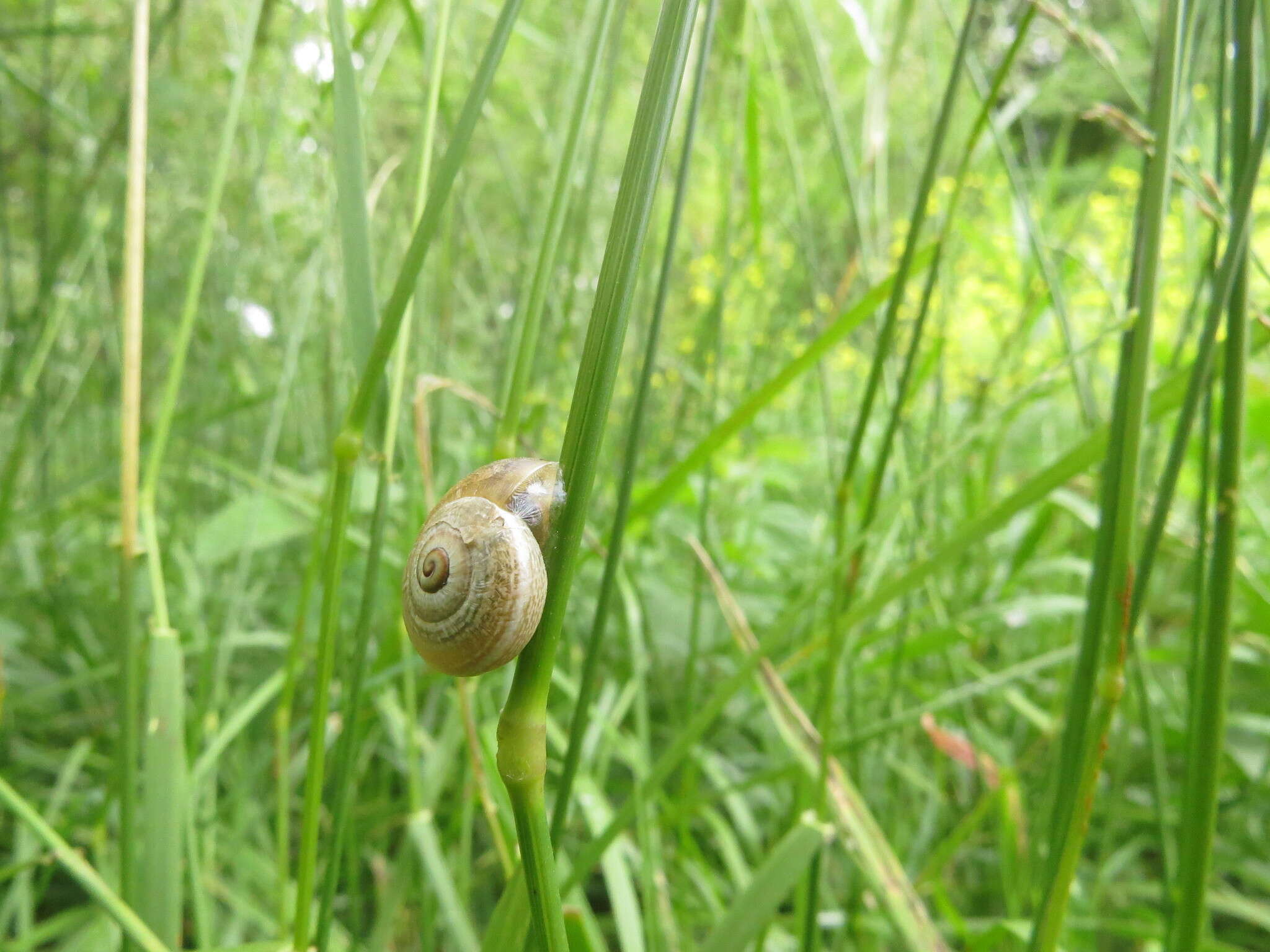 Image of Milk snail