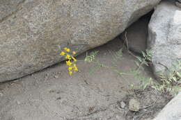 Image of Peruvian nightshade