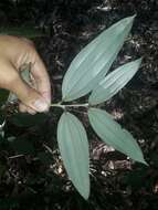 Imagem de Cinnamomum austrosinense Hung T. Chang