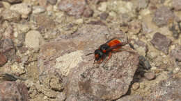 Слика од Odynerus cinnabarinus Bohart 1939