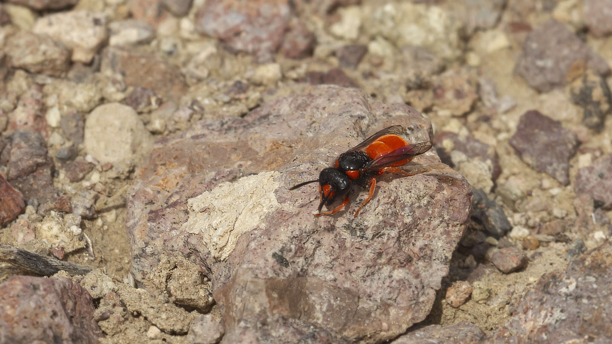 Image of Odynerus cinnabarinus Bohart 1939