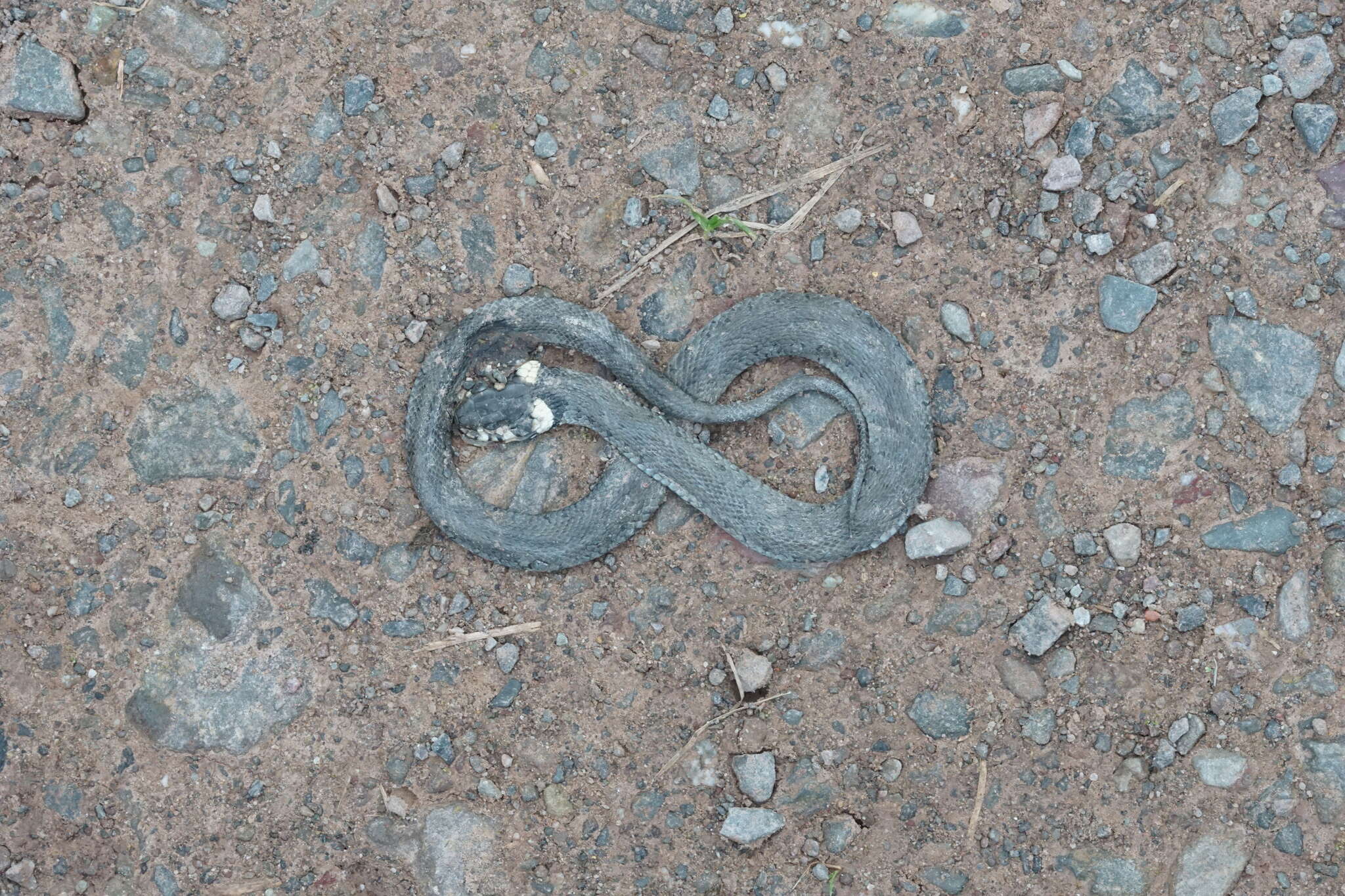 Слика од Natrix natrix natrix (Linnaeus 1758)