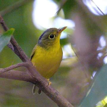 Image of Alström's Warbler