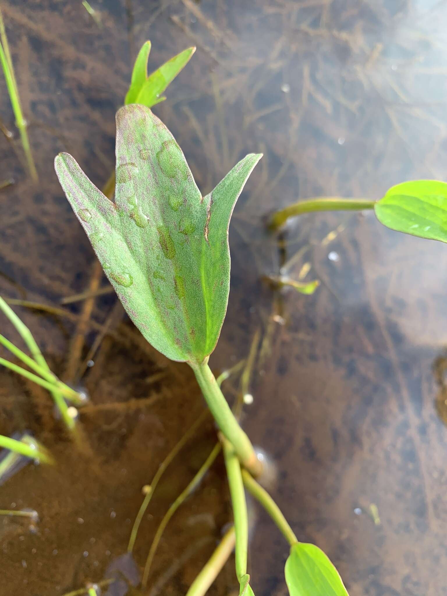 Ranunculus pallasii Schltdl.的圖片